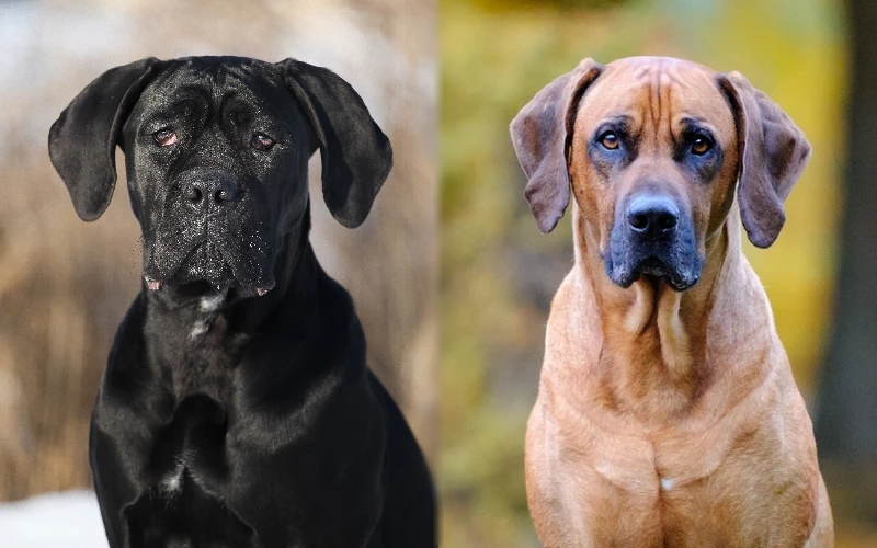 Cane Corso Rhodesian Ridgeback Mix: Przewodnik, zdjęcia, pielęgnacja i więcej