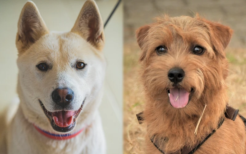 Charakterystyka rasy Jindo Corgi Mix