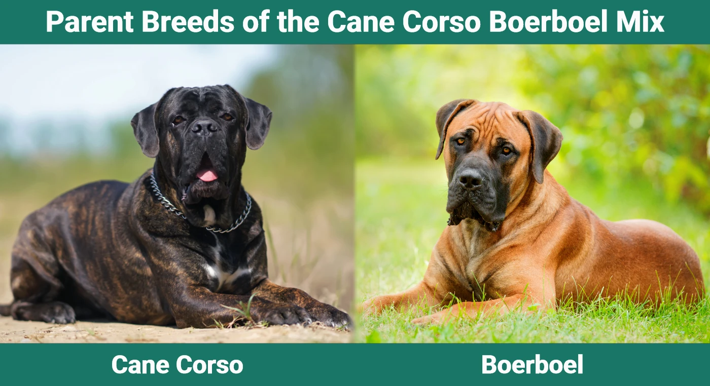 Rzeczy, które warto wiedzieć przed zakupem Cane Corso Boerboel Mix