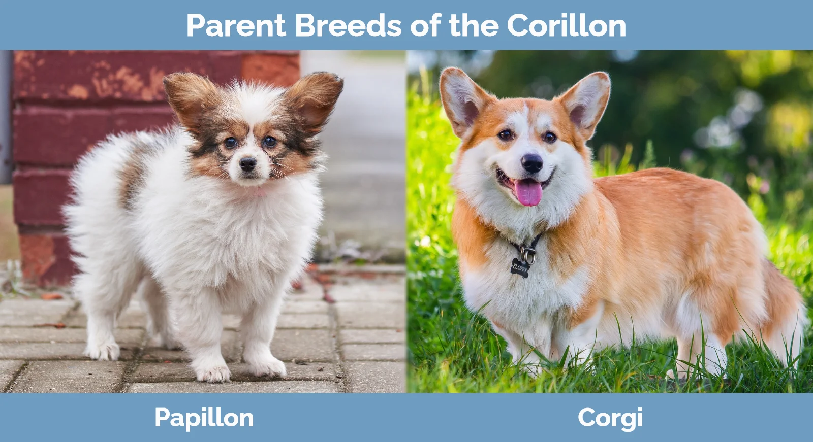 Corillon (Corgi Papillon Mix): Pielęgnacja, zdjęcia, informacje i więcej