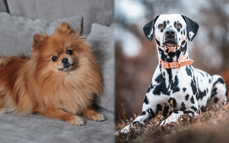 Pomeranian Dalmatian Mix: Pielęgnacja, zdjęcia, informacje i cechy