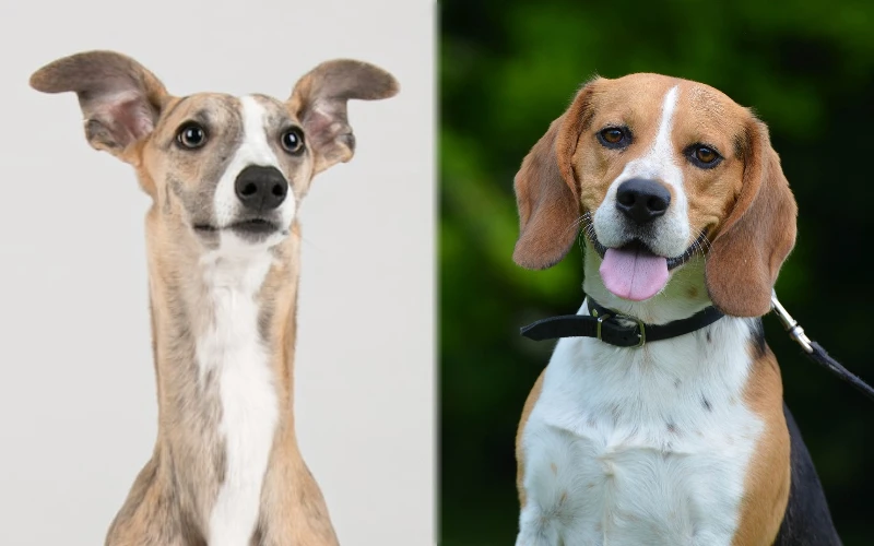 Szczenięta rasy Whipbeagle