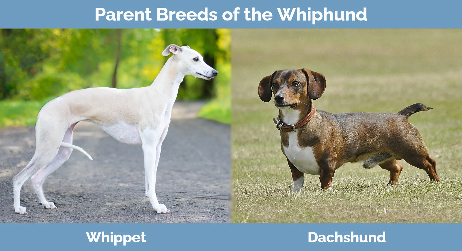 Charakterystyka Whiphunda