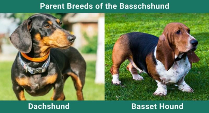 Rasa basschshund: informacje, zdjęcia, pielęgnacja i cechy charakterystyczne