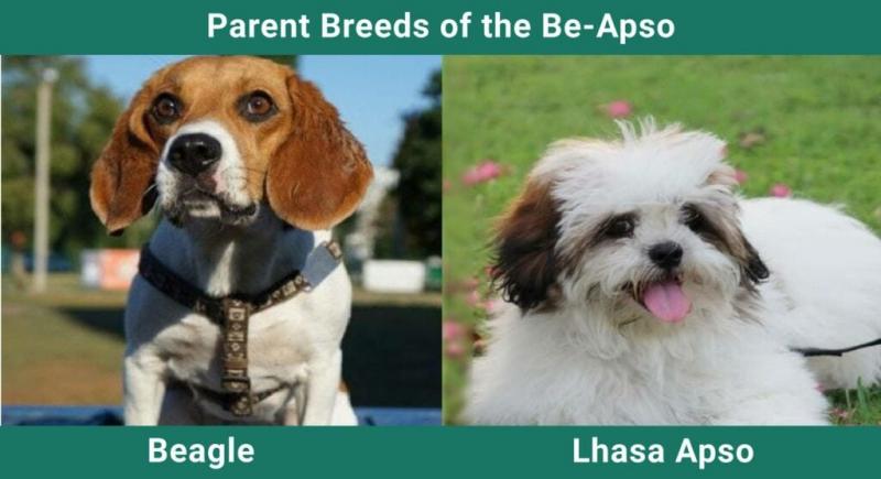 Be-Apso (Beagle & Lhasa Apso Mix) - rasa psów: zdjęcia, temperament i pielęgnacja