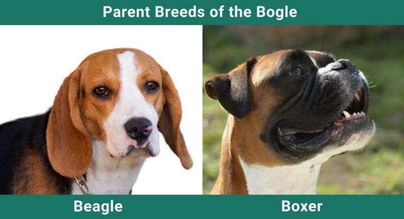 Bogle (Beagle & Boxer Mix): Zdjęcia, informacje, rasa, cechy i więcej!