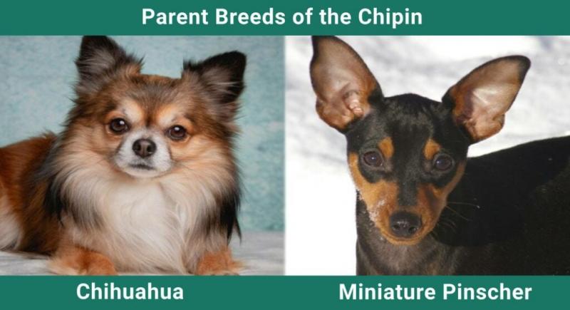 Rzeczy, które warto wiedzieć, posiadając Chipina: