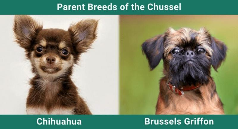 Chussel (mieszanka chihuahua i gryfonika brukselskiego): Przewodnik, informacje, zdjęcia, pielęgnacja i więcej!