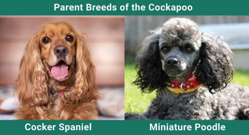 Cockapoo (mieszanka cocker spaniela i pudla): Informacje, zdjęcia, pielęgnacja i więcej!