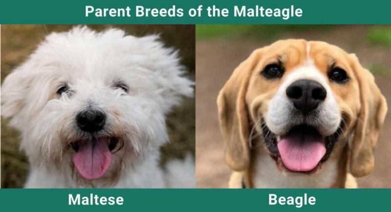 Malteagle (mieszanka maltańczyka i beagle'a): Zdjęcia, kompletny przewodnik, informacje, opieka i więcej!