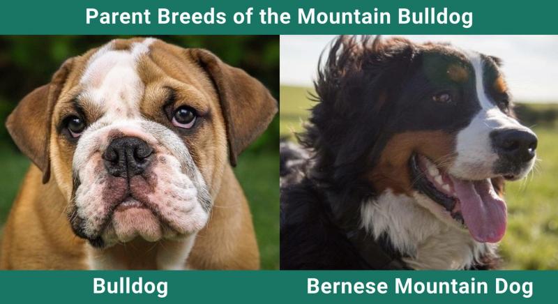Buldog górski (mieszanka berneńskiego psa górskiego i buldoga): Zdjęcia, informacje, pielęgnacja i więcej!