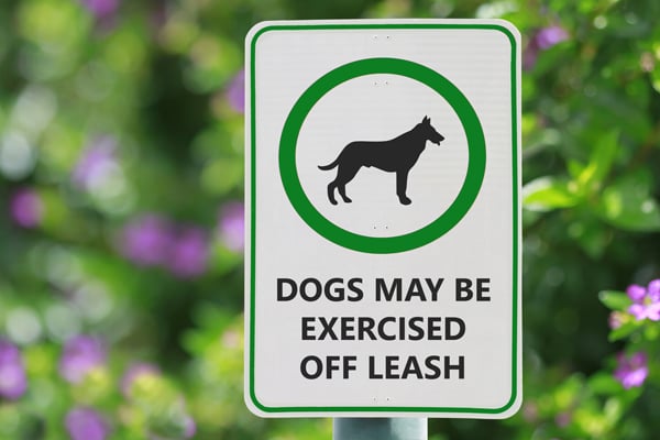 Czy puszczanie psów bez smyczy jest nielegalne?