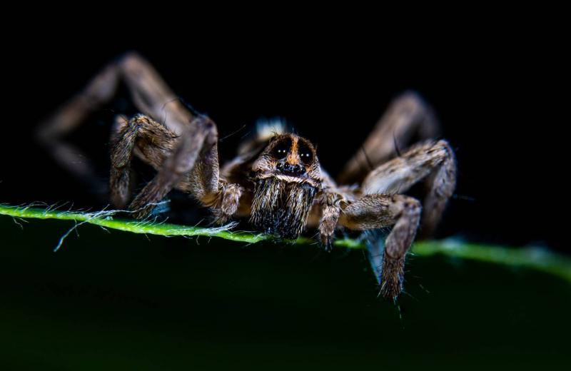 7 mitów i błędnych przekonań na temat pająków, w które należy przestać wierzyć