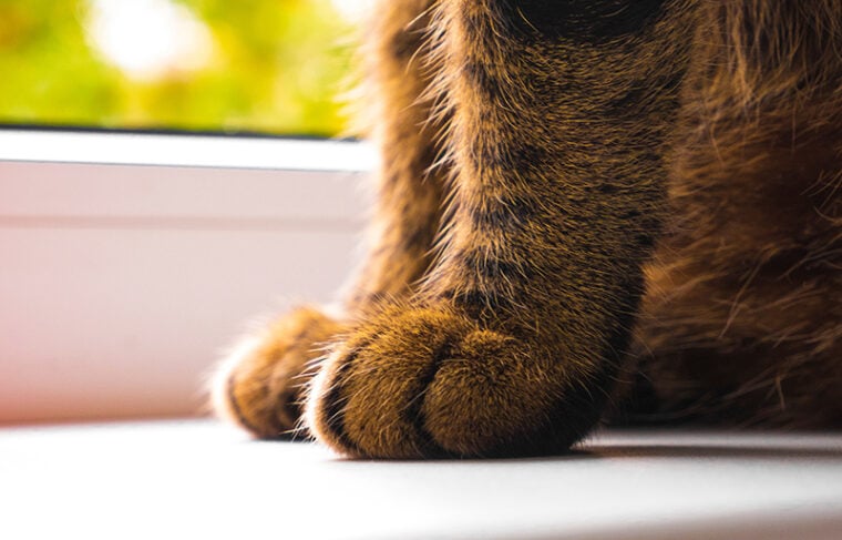 Dlaczego Twój kot jest taki szorstki? 6 powodów i porady, jak je zmniejszyć