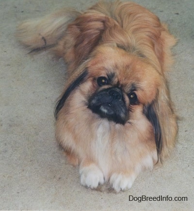 6. Peke-a-Chow (pekińczyk x Chow Chow)