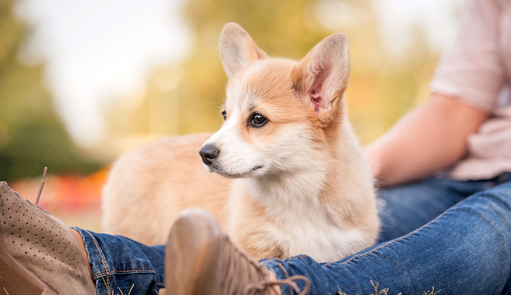 5 porad i wskazówek dotyczących pielęgnacji psa rasy Corgi