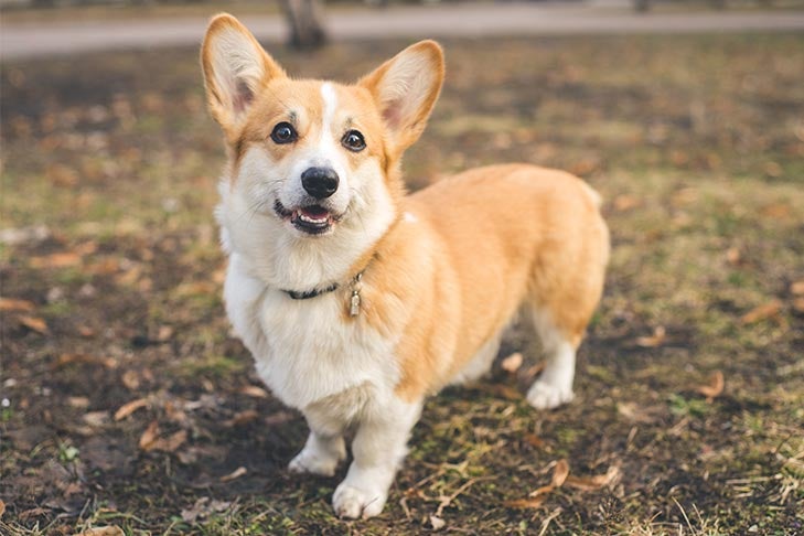 Corgi Samoyed Mix: Zdjęcia, pielęgnacja, informacje i więcej