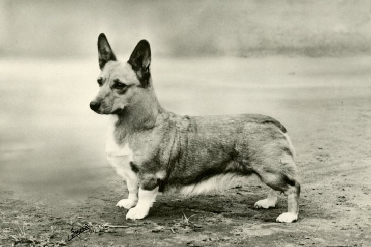 Sable Corgi: Fakty, pochodzenie i historia (ze zdjęciami)