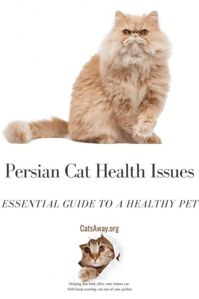 persian-cat-health-issues-683x1024-1689277-6367424