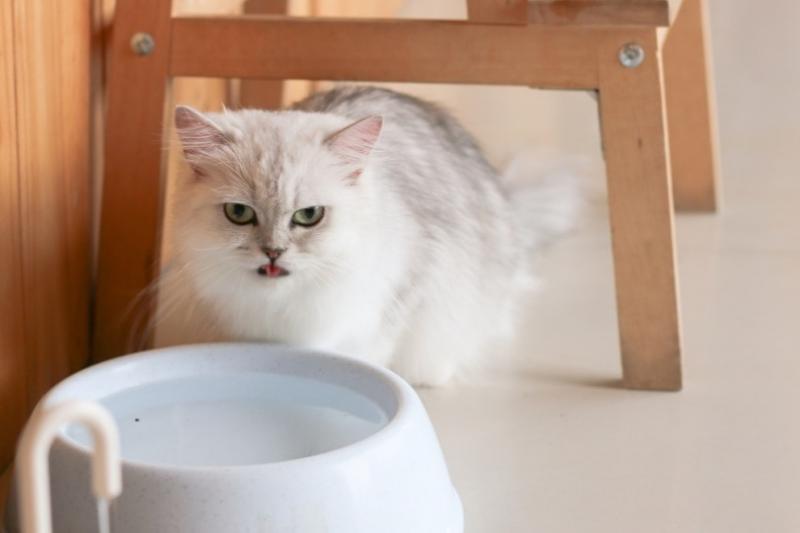 Czy koty mogą pić wodę alkaliczną? Fakty zatwierdzone przez weterynarza i często zadawane pytania