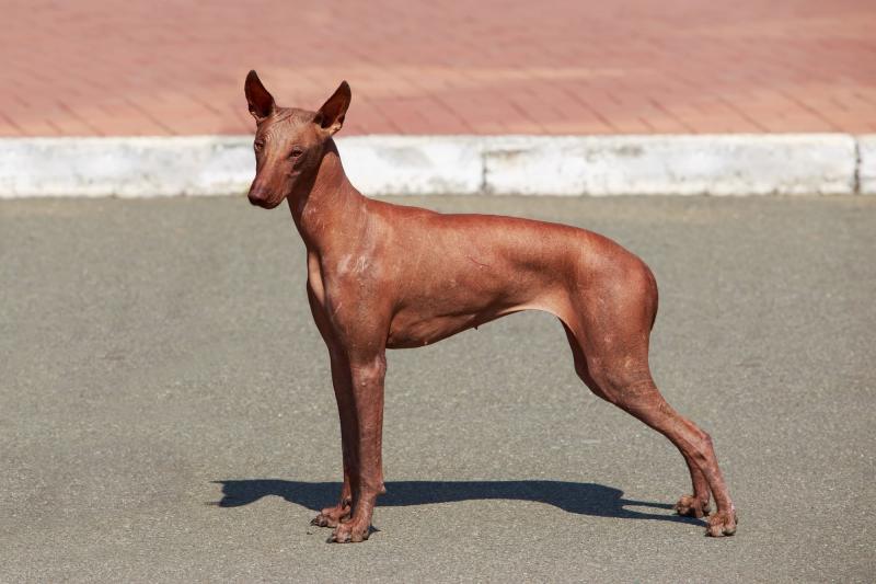 Peruwiański pies bezwłosy: zdjęcia, przewodnik, informacje, pielęgnacja i więcej!