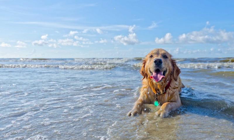 Odwiedzając te przyjazne psom plaże w Destin, nie zapomnij zabrać ze sobą worków do sprzątania po swoim zwierzaku i zapewnij mu bezpieczeństwo, trzymając go na smyczy, gdy jest to wymagane. Dzięki tym 6 najlepszym plażom przyjaznym psom Ty i Twój futrzany przyjaciel z pewnością spędzicie miło czas w Destin!