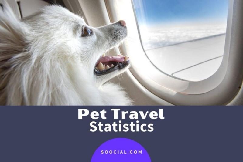 pet-travel-statistics-1024x683-8053816