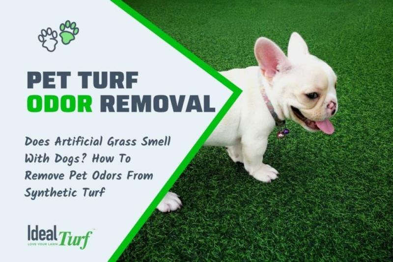 6 najlepszych środków do czyszczenia sztucznej trawy z psiego moczu w 2024 roku - recenzje i najlepsze propozycje