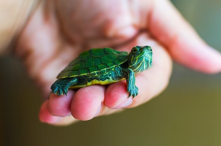 8 gatunków żółwi, które są świetnymi zwierzętami domowymi (ze zdjęciami)