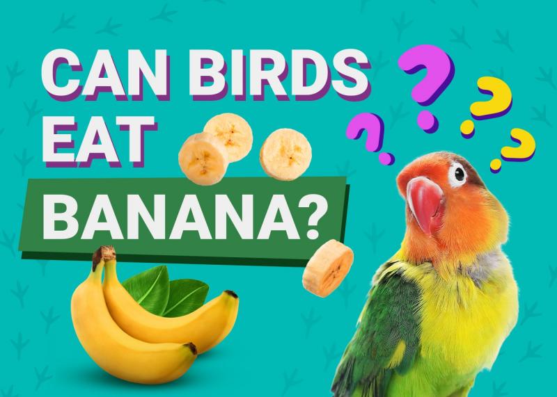 Czy ptaki mogą jeść banany? Fakty żywieniowe i często zadawane pytania