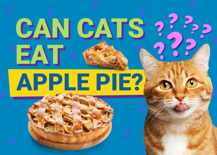 Czym karmić kota zamiast ciasta pekanowego?