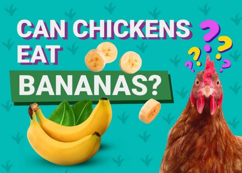Czy kurczak może jeść skórki bananów?