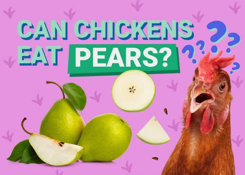 Czy kurczaki mogą jeść gruszki? Fakty dotyczące zdrowia zatwierdzone przez weterynarza & FAQ