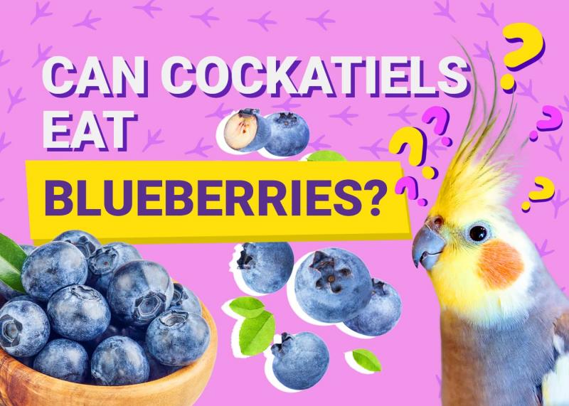 Jakie są najlepsze owoce dla kakadu?