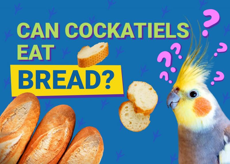 Czy kakadu mogą jeść chleb? Informacje żywieniowe sprawdzone przez weterynarza