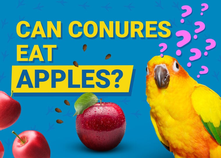 Jak karmić konury jabłkami?