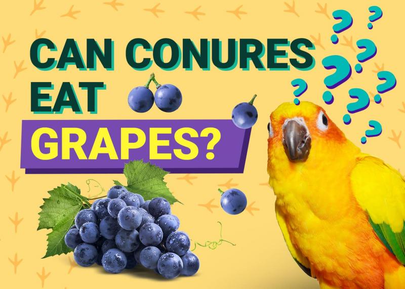 Czy ptaki mogą jeść winogrona? Korzyści i środki ostrożności