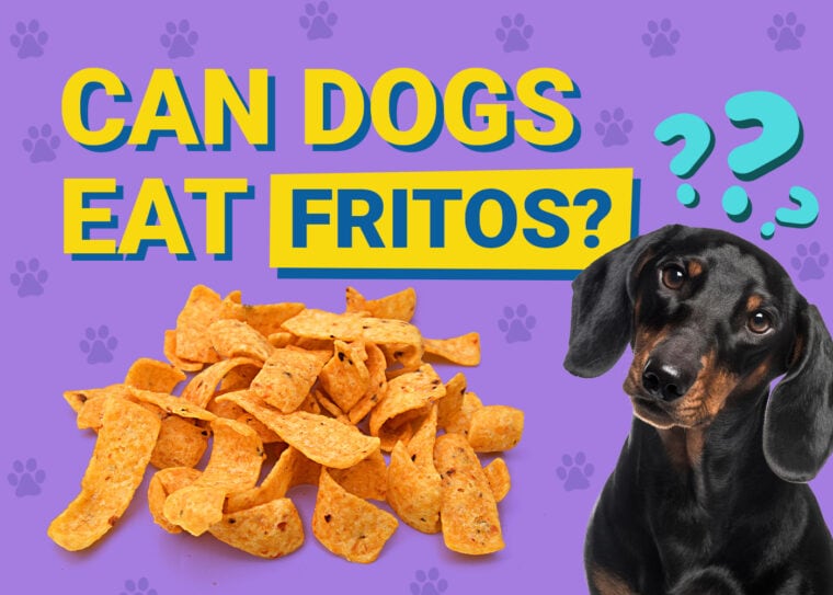 Czy psy mogą jeść chipsy BBQ? Fakty zatwierdzone przez weterynarza i często zadawane pytania