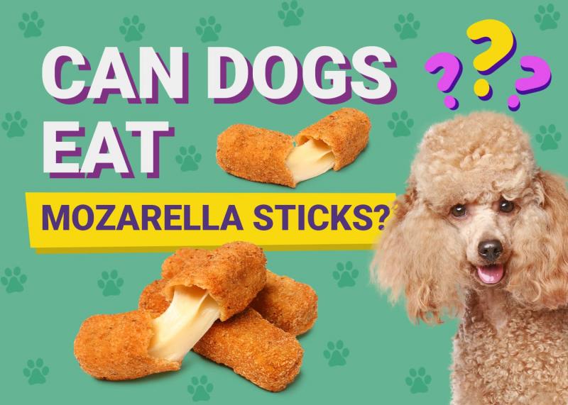 Czy psy powinny jeść sorbet?