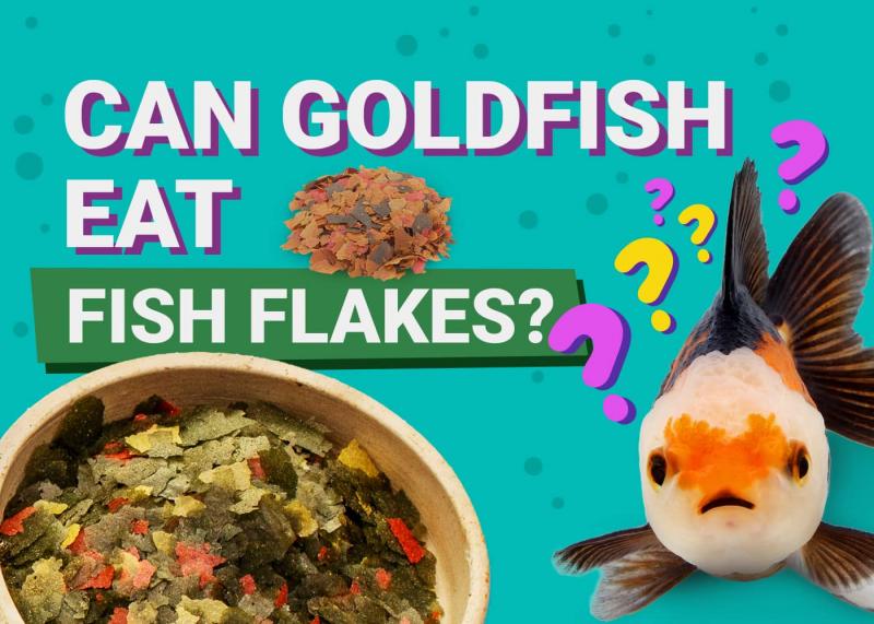Czy złote rybki mogą jeść płatki Tropical Fish? Fakty żywieniowe zweryfikowane przez weterynarza
