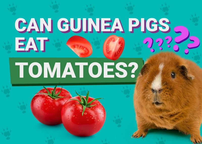 Jakie negatywne skutki może mieć karmienie świnki morskiej zbyt dużą ilością pomidorów?