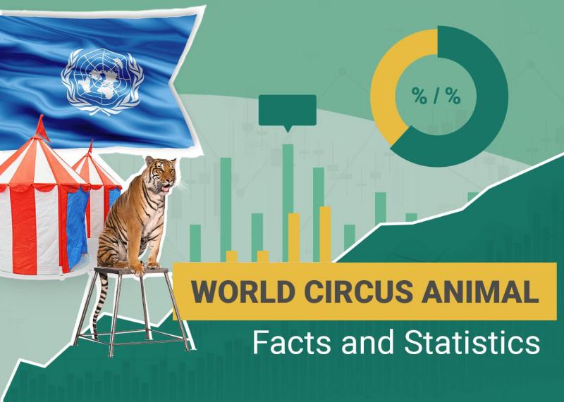 18 przygnębiających statystyk i faktów dotyczących zwierząt cyrkowych: Aktualizacja 2024