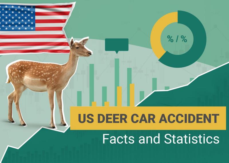 15 statystyk wypadków samochodowych z udziałem jeleni