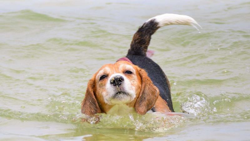 Czy beagle są naturalnymi pływakami?