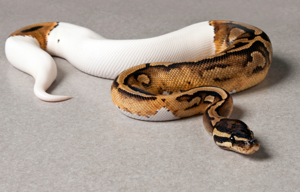 Bamboo Ball Python Morph: fakty, wygląd, zdjęcia i przewodnik pielęgnacji