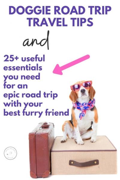15 niezbędnych rzeczy na podróż z psem: lista kontrolna 2024