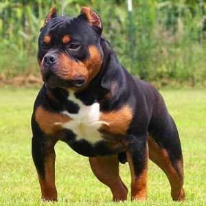 Pitweiler (mieszanka rottweilera i pitbulla) - rasa psów: zdjęcia, pielęgnacja i cechy