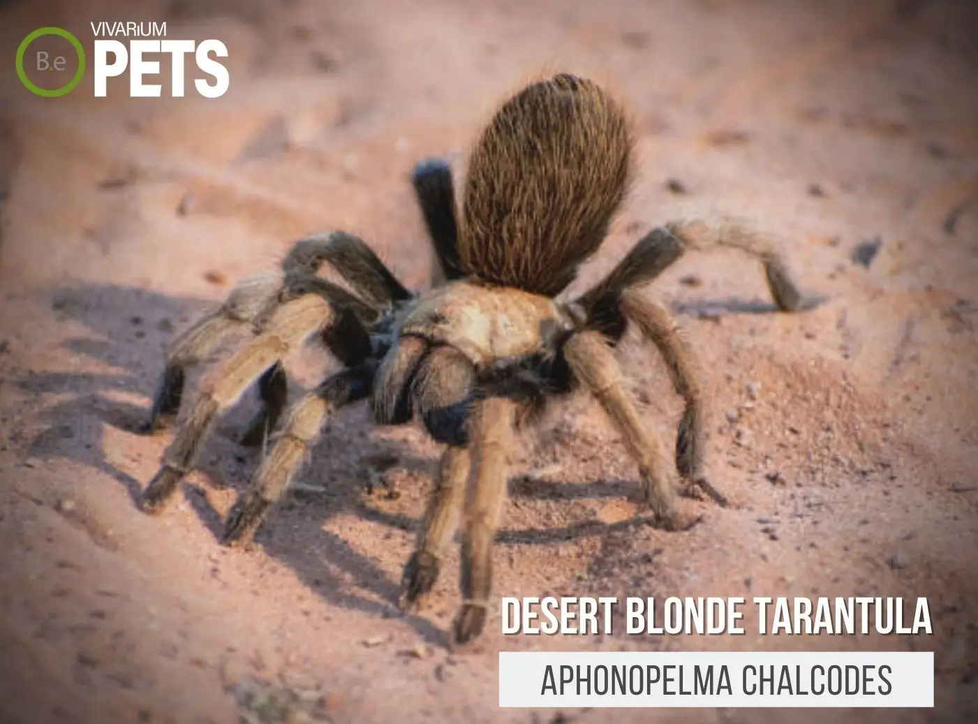 Szybkie fakty na temat Arizona Blonde Desert Tarantula