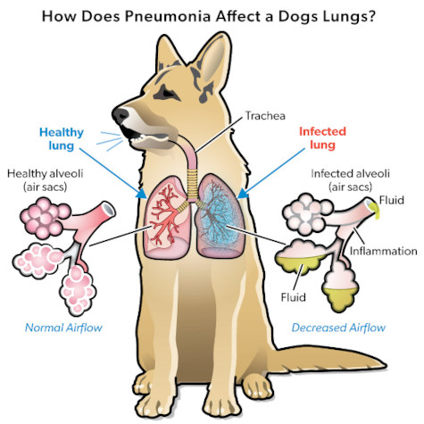 2. Jakie są rokowania dla psa z zapaleniem płuc?