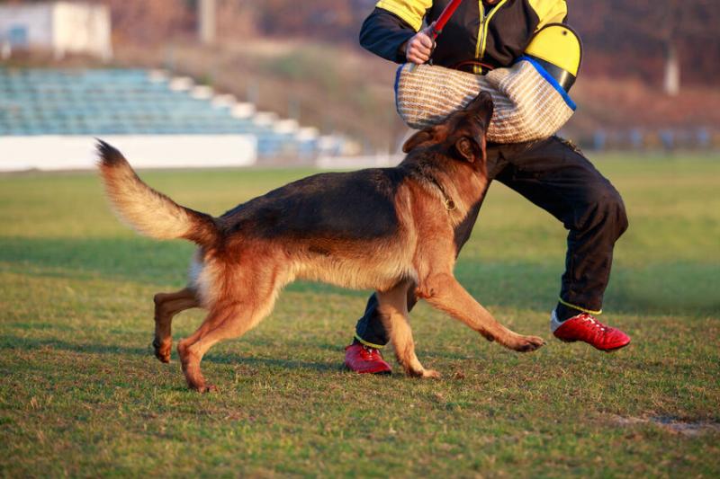 Jak zostać treserem psów policyjnych: Kariera, wymagania i więcej